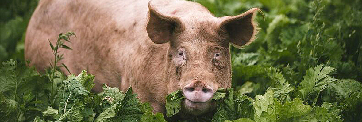 npa pigs turnips